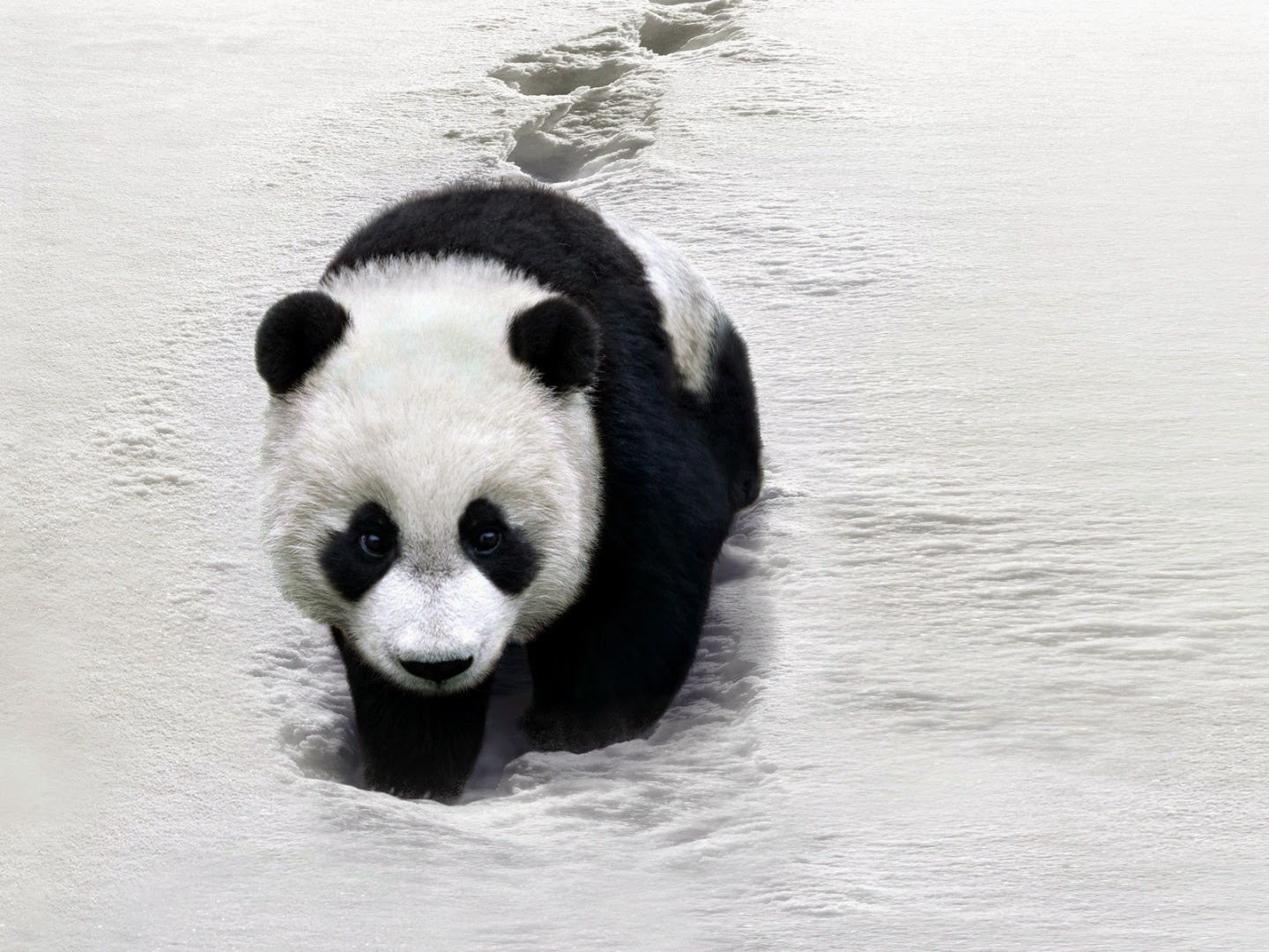 Gambar Panda Lucu Serta Asal Usul Panda ~ Ayeey.com