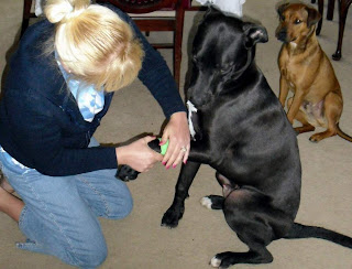 Basic Steps for Learning First Aids for Dogs
