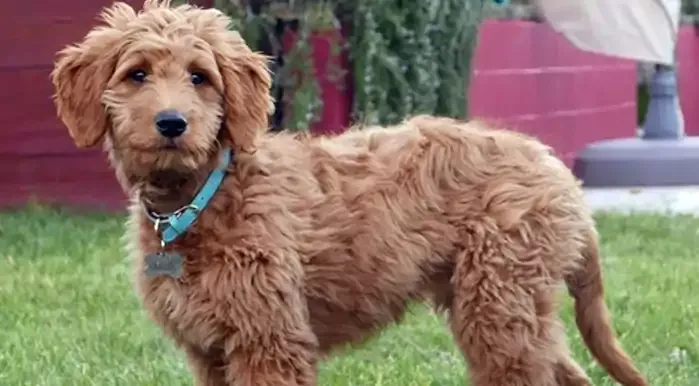 Aussiedoodle Dog Breed