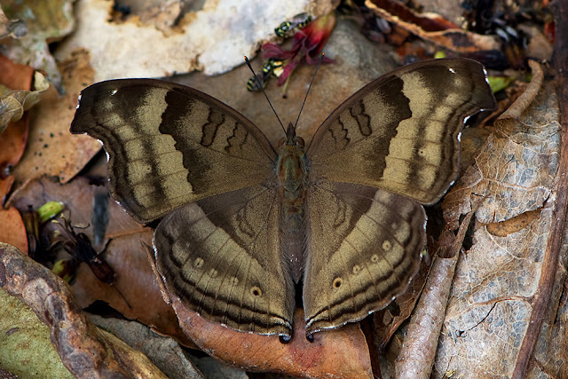 Junonia iphita the Chocolate Pansy butterfly