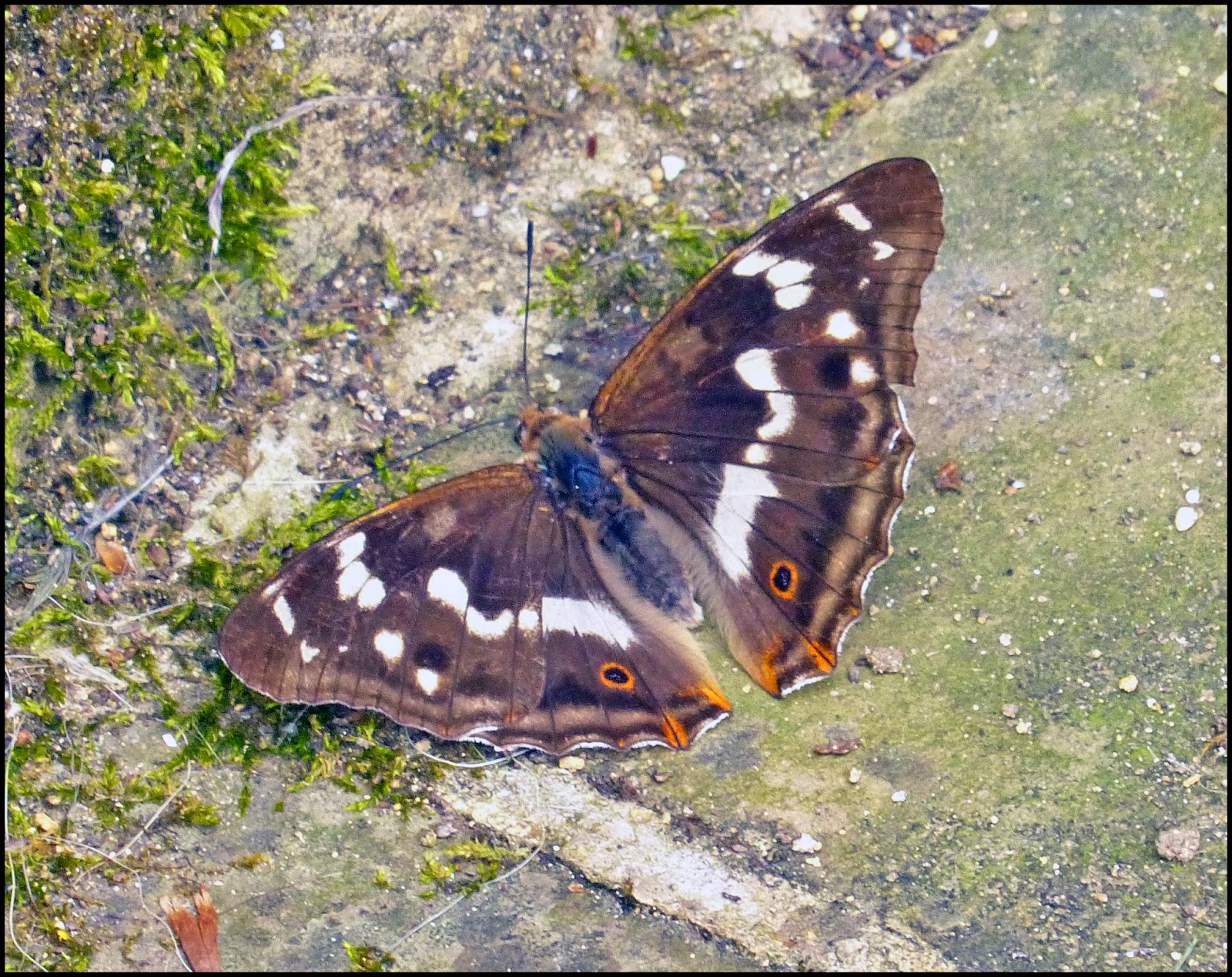 Wild and Wonderful: Purple Emperor Butterfly at Chedworth ...