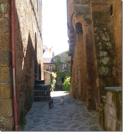 gatti per le strade della Civita