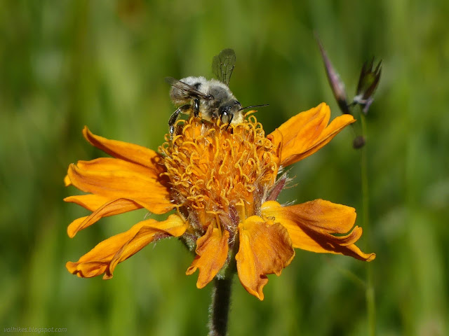 309: bee on orange flower