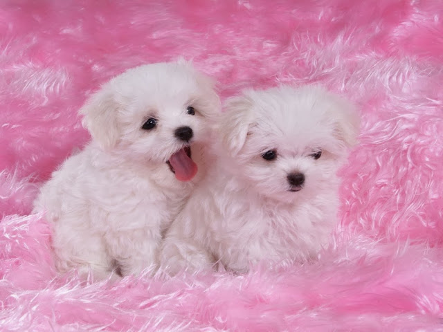Cute Puppy HD Wallpaper Free