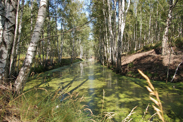 Tümpel im Wald - Naturbilder