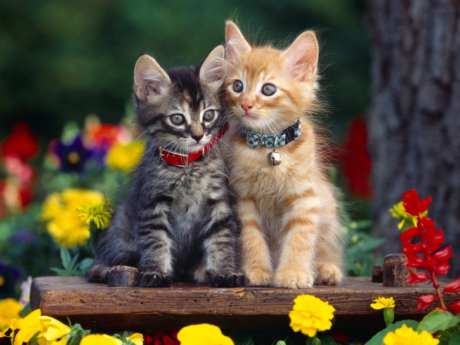 Gambar Kucing Comel Untuk Wallpaper Background Anda Siorenz