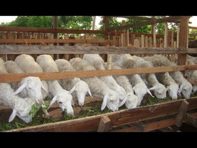 Peluang Bisnis Usaha Ternak Kambing dengan Analisa Lengkap Peluang Bisnis Usaha Ternak Kambing dengan Analisa Lengkap