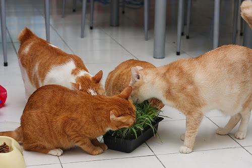 Oh! Perantau: Oh! Kenapa kucing makan rumput