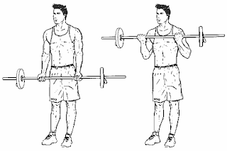 Barbell Curl