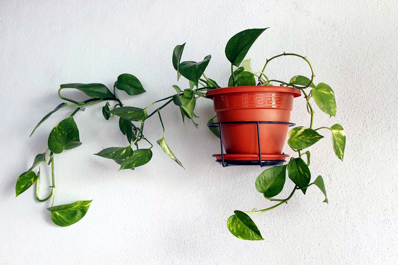 8 Easy-Care Houseplants That Improve Air Quality