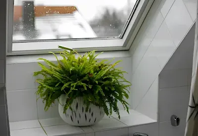 Plants for Bathrooms