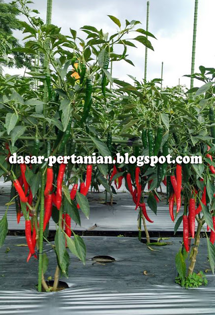 Keunggulan Menanam Cabe Memakai Mulsa