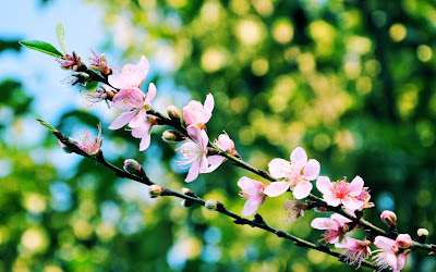 Flores de durazno en el campo - Peach blossoms in the field