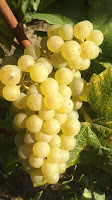 raisins chardonnay vignes Vertus champagne Bourgeois Boulonnais