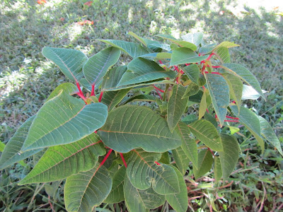 Foglie Euphorbia pulcherrima