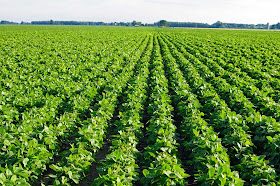 https://news.vice.com/article/argentinas-soybeans-help-feed-the-world-but-might-be-making-locals-sick