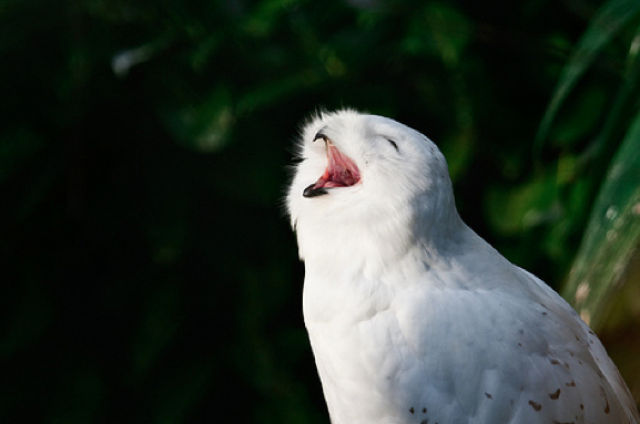 burung hantu