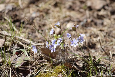 Hepatica