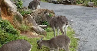 India’s first project to conserve Nilgiri Tahr takes shape