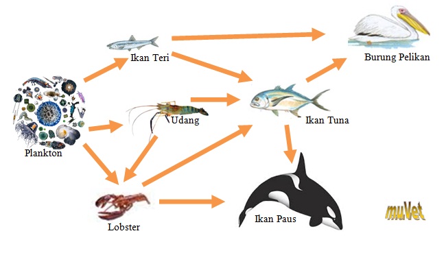 Rantai Makanan dan Jaring-Jaring Makanan  muVet