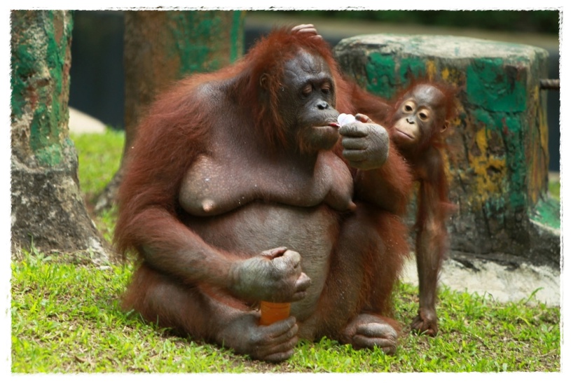 Gambar Orang Utan  Dunia Binatang