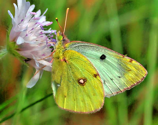 Goldene Acht, Colias hyale