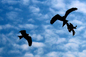 birds fighting silhouette