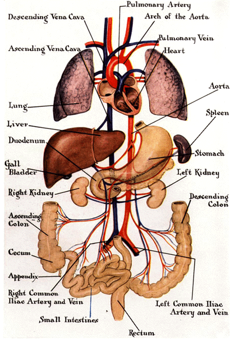 Funny Pictures Gallery: Organs, internal organs diagram, body organs location, body organs, organ