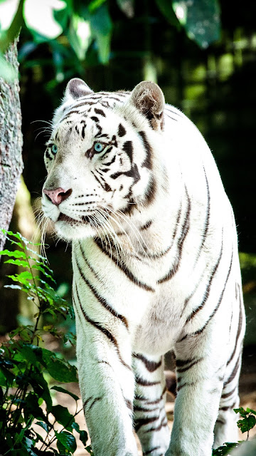 White Tiger 4K wallpaper