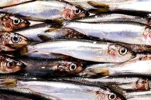 Sardine fish in malayalam