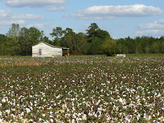 old building in the middle of a cotton field