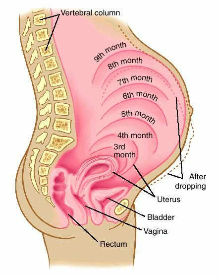 Is It Easy To Get Pregnant : Herbal Remedies For Hemorrhoids, Piles   Ayurvedic Treatment