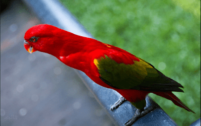  Burung nuri atau ada juga orang yang menyebutnya dengan burung perkici dan burung kasturi 18 Jenis Burung Nuri di Indonesia yang Wajib Anda Ketahui