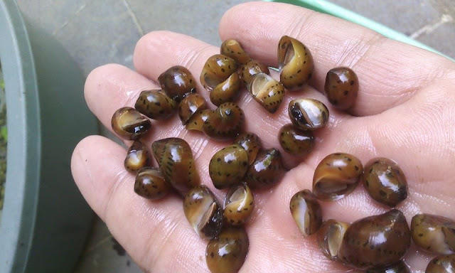 Jual Keong Bawang Tracked Nerite Snail Pembersih gejala Algae Akuarium Aquascape