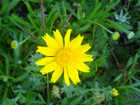 Dogweed wildflower at White Rock Lake, Dallas, Texas