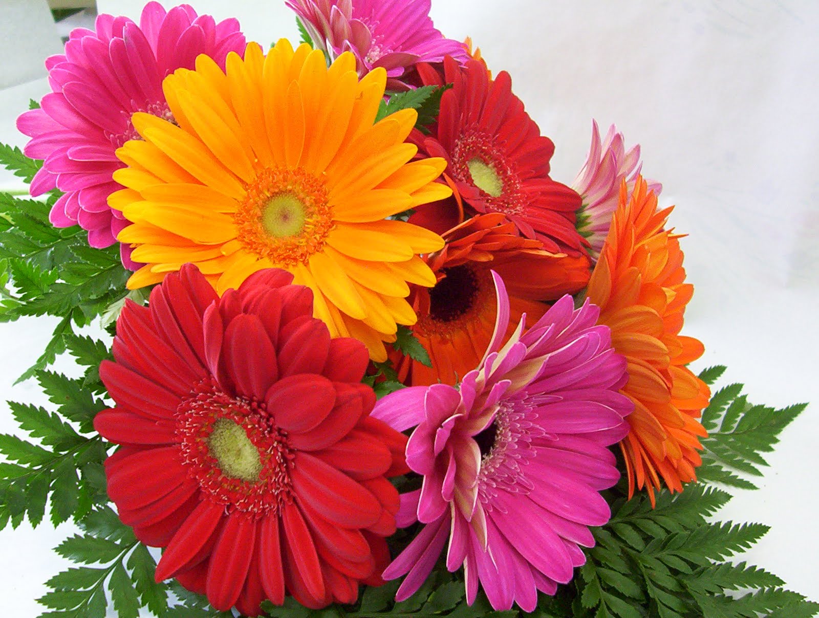 Imagenes De Flores De Gerberas - Imágenes de flores y plantas: Gerbera Flores Pinterest