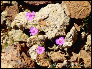 E-P1010541