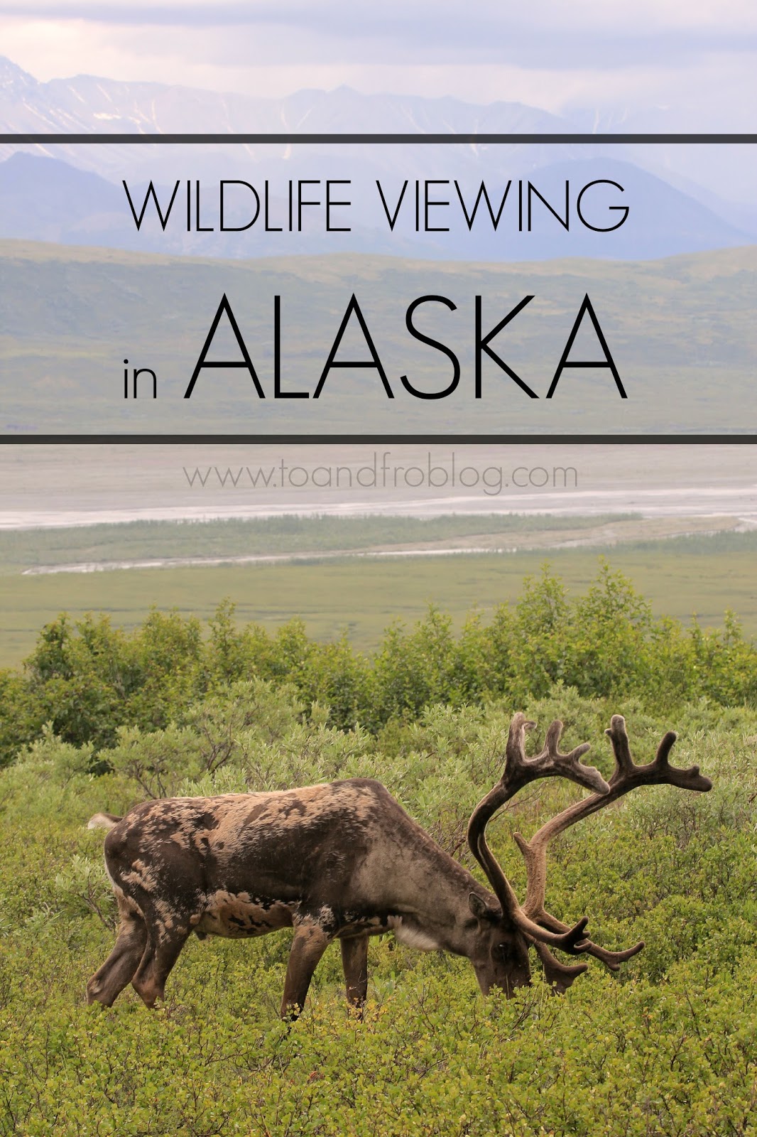 wildlife viewing in alaska