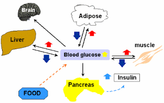 glucose metabolism and homeostasis