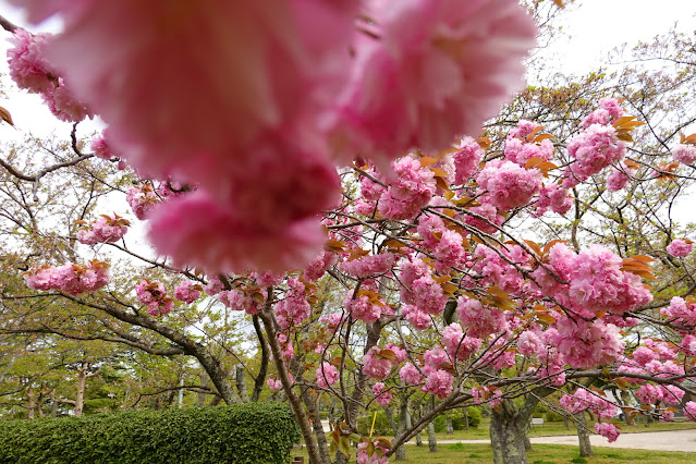 鳥取県米子市久米町　湊山公園　カンザン (関山）