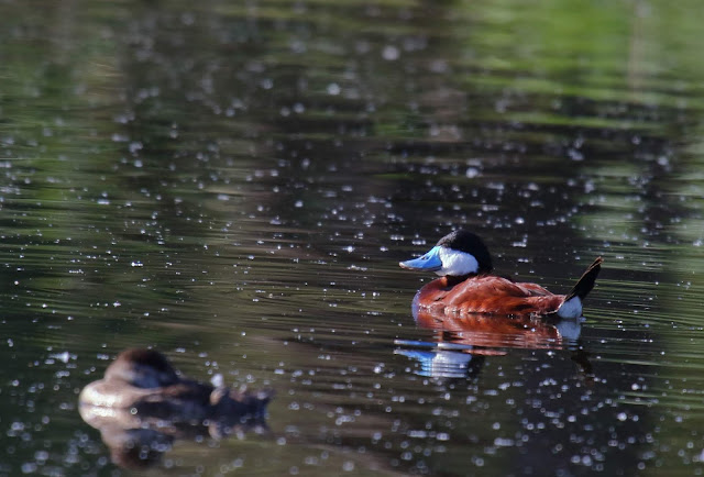  Ruddy Duck