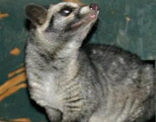 african palm civet