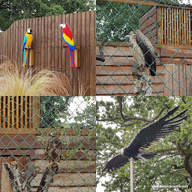 Knowsley Safari #Ultimatebricksafari birds of prey vulture eagle parrot