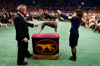 Westminster Kennel Club Dog Show