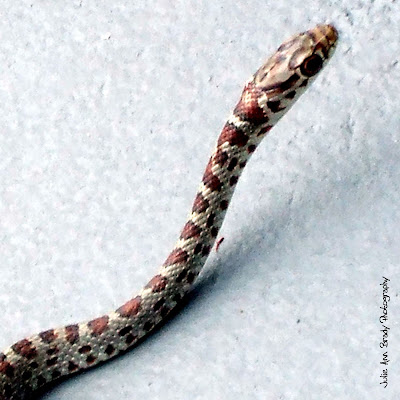 Juvenile Southern Black Racer Snake - Leesburg, Florida