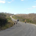 Motoristas denunciam que caminhões estão soltando jumentos em rodovia no Sertão da Paraíba 