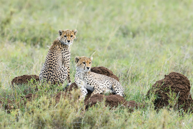 Cheetah Images