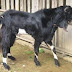 Kisah Mak Yati, Pemulung yang Menabung 3 Tahun untuk Kurban 2 Kambing