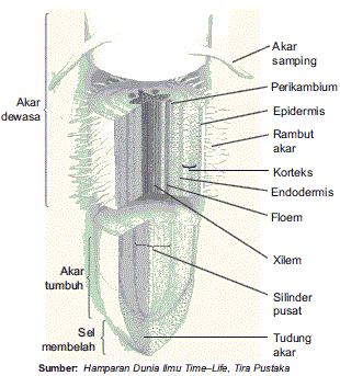 Bagian-bagian Struktur Morfologi dan Anatomi Tumbuhan 