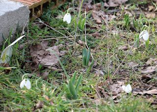 The first signs of spring